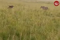 (ویدئو) وحشت عجیبی که بابون به دل شیر گرسنه انداخت!