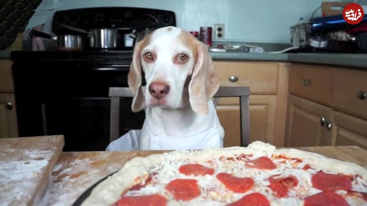 (ویدئو) آتش زدن تعجب برانگیز پیتزا توسط یک سگ خانگی