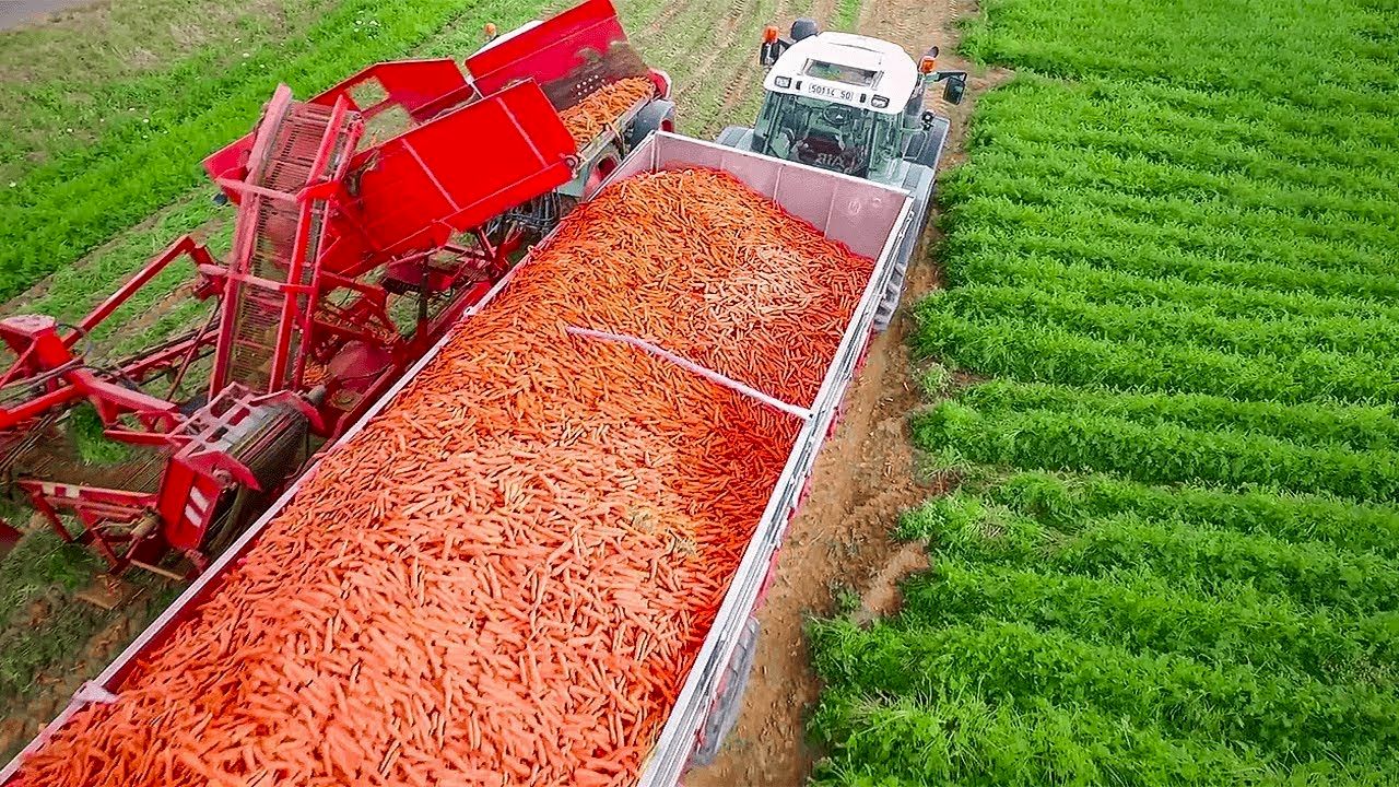 (ویدئو) مراحل کشت و برداشت هزاران تن هویج؛ فرآوری هویج در کارخانه