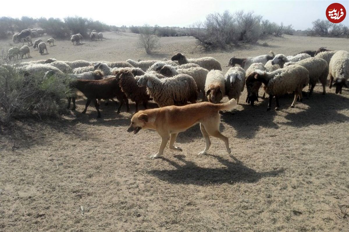 (ویدئو) مهارت شگفت‌انگیز یک سگ برای هدایت گله گوسفندان به سمت آغل
