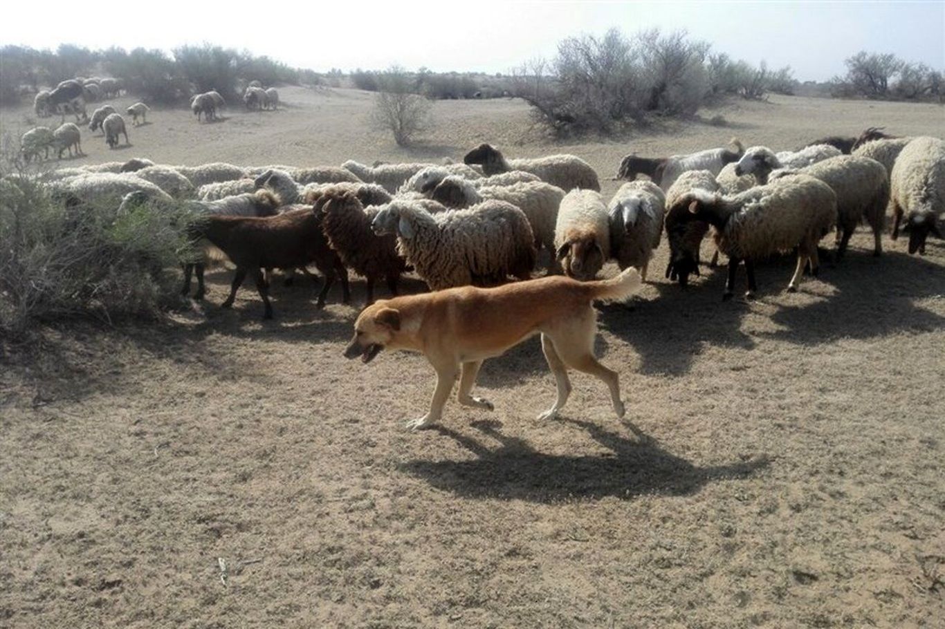(ویدئو) مهارت شگفت‌انگیز یک سگ برای هدایت گله گوسفندان به سمت آغل