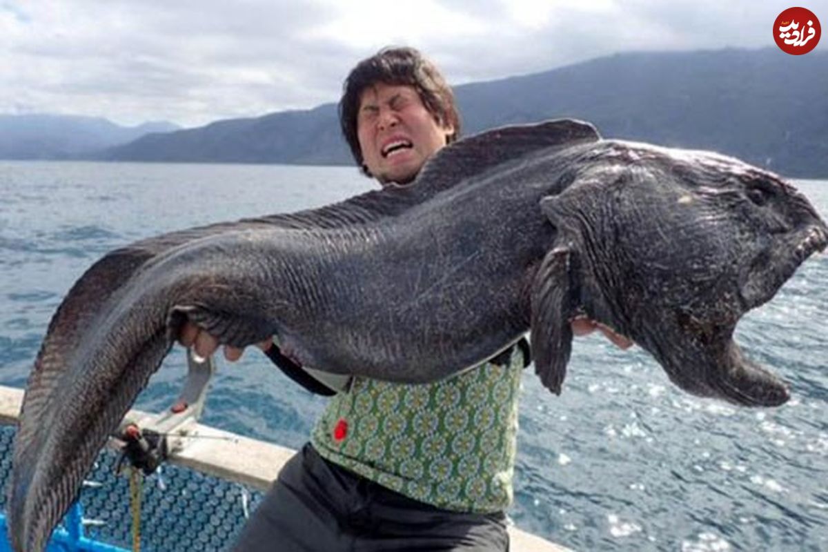 (تصویر) صید یک هیولای دریایی در ژاپن