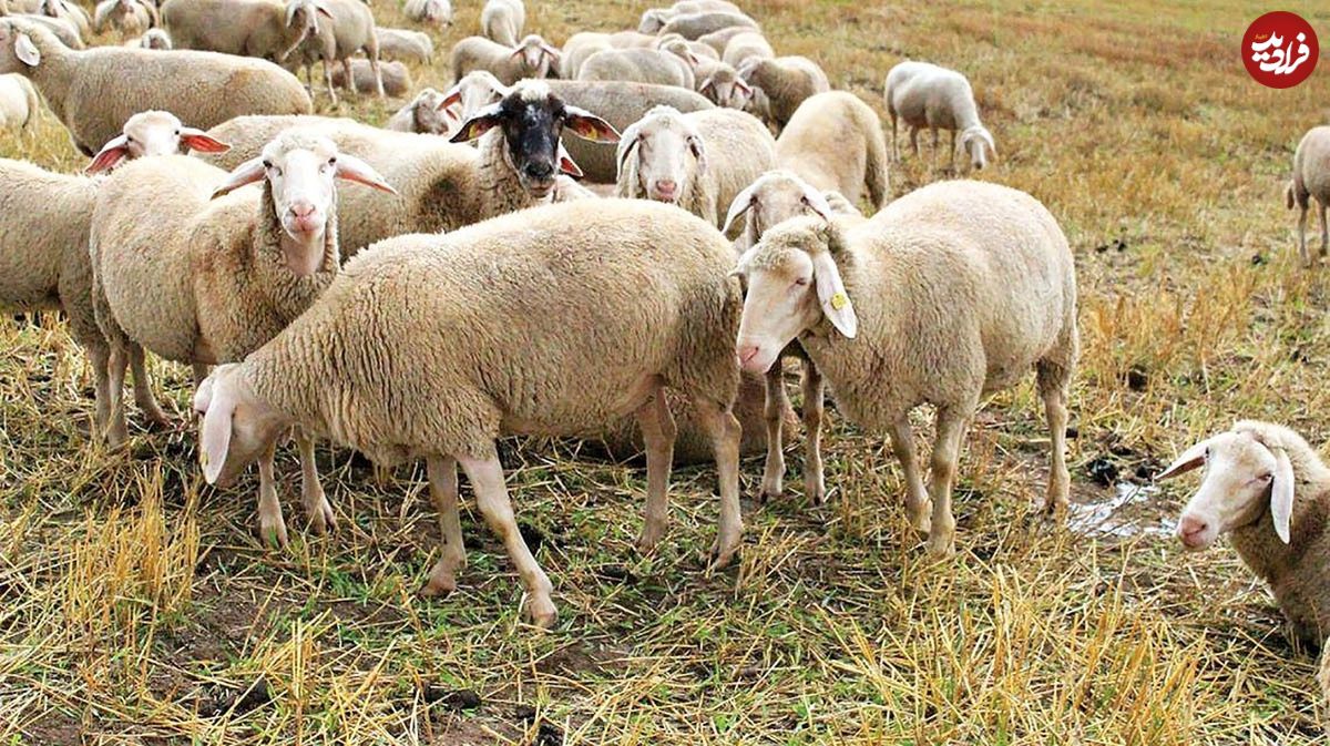 حمله گروهی سه گوسفند به گرگ بی‌دست‌وپا