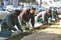 مواظب درختان باشید، عوارض ندهید