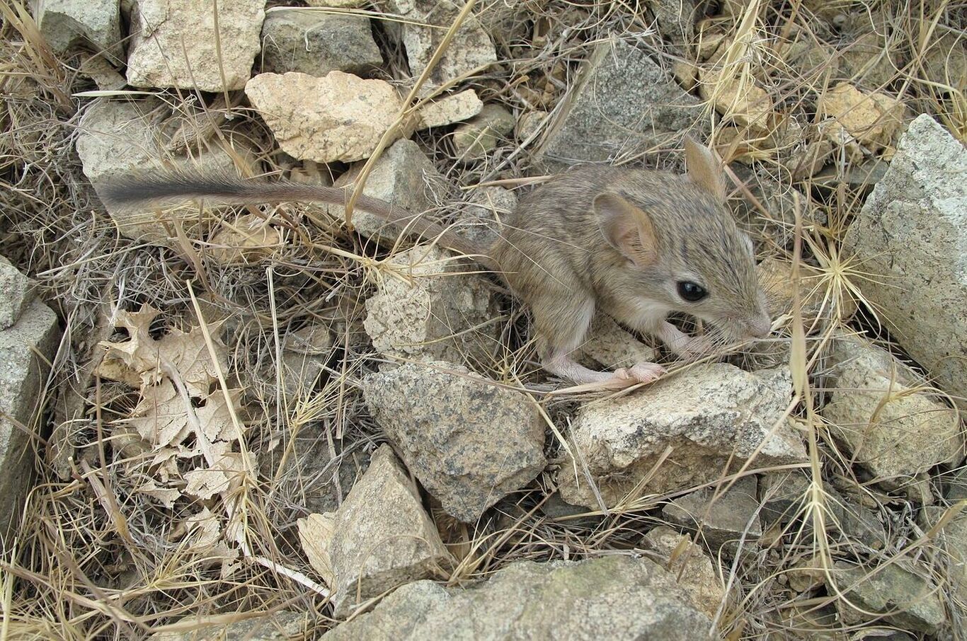 (تصاویر) پستانداران کوچکی که ایران تنها خانه آن‌ها است