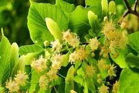 اگر فشار خون بالا دارید این چای گیاهی را از دست ندهید!