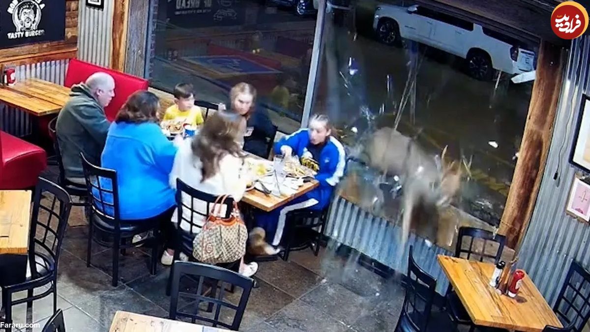 (ویدئو) ورود هولناک یک گوزن به رستوران با شکستن شیشه‌ها