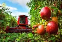 ببینید| چگونه کشاورزان هندی میلیون ها پشن فروت را برداشت می کنند؟