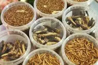 ( ویدیو) مراحل کامل تولید و عرضه حشرات به عنوان پروتیین در بازار