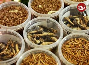 ( ویدیو) مراحل کامل تولید و عرضه حشرات به عنوان پروتیین در بازار