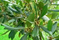 دم‌کرده این گیاه مثل یک خواب‌آور قوی عمل می‌کند