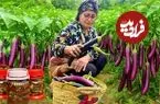 ببینید| غذای روستایی در ایران؛ برداشت بادمجان از مزرعه و تهیه ترشی و کشک بادمجان با آن