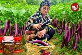 ببینید| غذای روستایی در ایران؛ برداشت بادمجان از مزرعه و تهیه ترشی و کشک بادمجان با آن