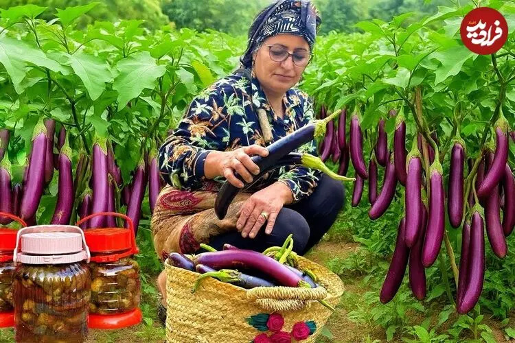 ببینید| غذای روستایی در ایران؛ برداشت بادمجان از مزرعه و تهیه ترشی و کشک بادمجان با آن