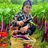 ببینید| غذای روستایی در ایران؛ برداشت بادمجان از مزرعه و تهیه ترشی و کشک بادمجان با آن