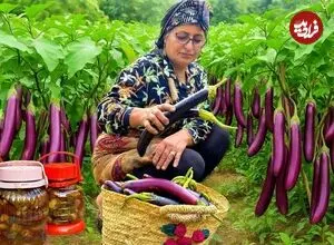 ببینید| غذای روستایی در ایران؛ برداشت بادمجان از مزرعه و تهیه ترشی و کشک بادمجان با آن