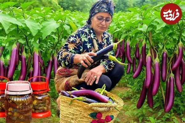 ببینید| غذای روستایی در ایران؛ برداشت بادمجان از مزرعه و تهیه ترشی و کشک بادمجان با آن