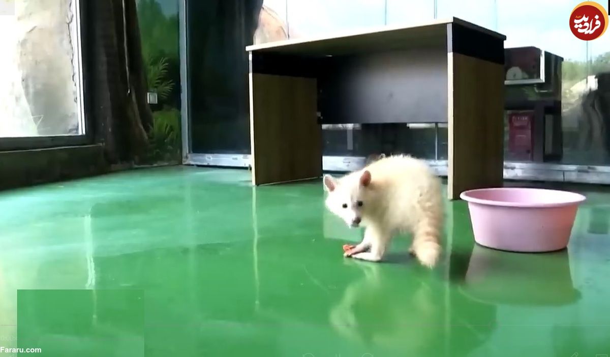 (ویدئو) تولد یک راکون سفید کمیاب