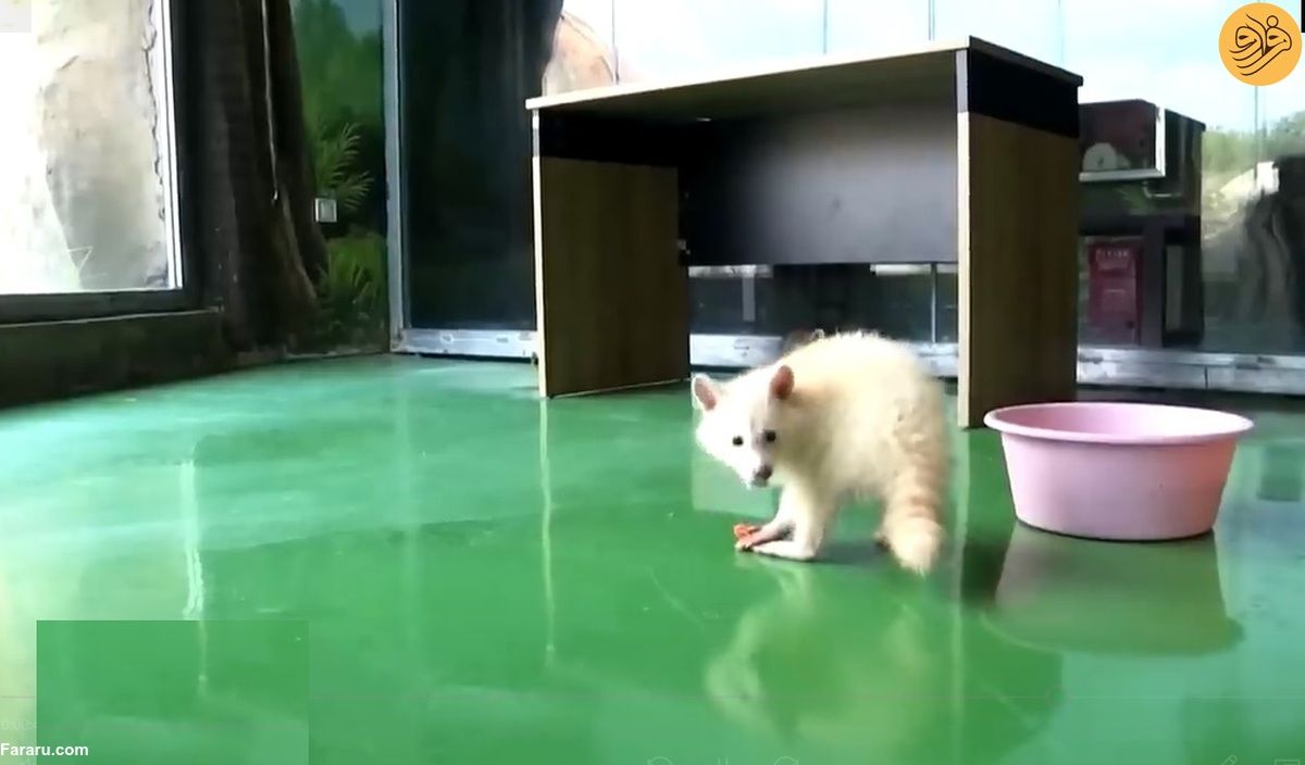 (ویدئو) تولد یک راکون سفید کمیاب