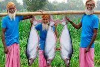 ببینید| غذای روستایی در هند؛ پخت یک غذای سنتی با 3 ماهی پنگوسی بزرگ