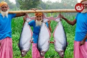 ببینید| غذای روستایی در هند؛ پخت یک غذای سنتی با 3 ماهی پنگوسی بزرگ