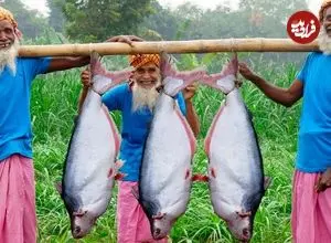 ببینید| غذای روستایی در هند؛ پخت یک غذای سنتی با 3 ماهی پنگوسی بزرگ