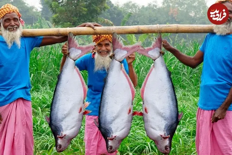 ببینید| غذای روستایی در هند؛ پخت یک غذای سنتی با 3 ماهی پنگوسی بزرگ