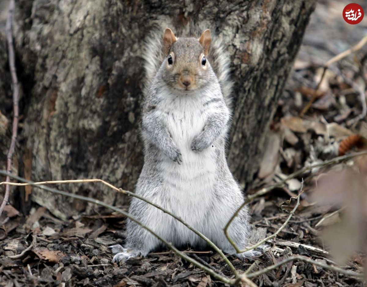 حمله سنجاب‌های مهاجم به نیویورکی‌ها