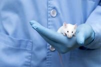 دانشمندان ژن‌های نئاندرتال و دنیسوان را به موش‌ها منتقل کردند؛ نتایج شگفت‌انگیز بود