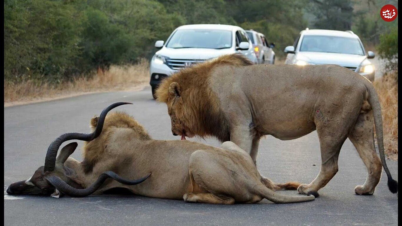 (ویدئو) گوزن کودوی بدشانس روی جاده لیز خورد و شکار دو شیر نر شد
