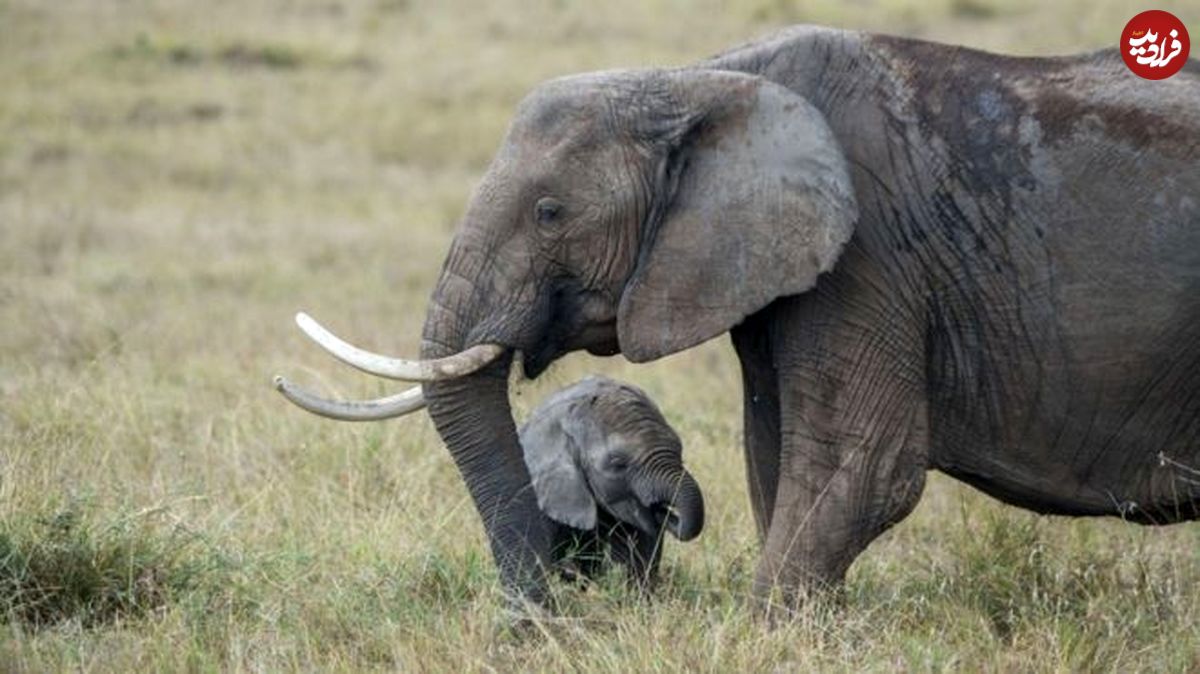 تجارت بچه فیل ممنوع شد
