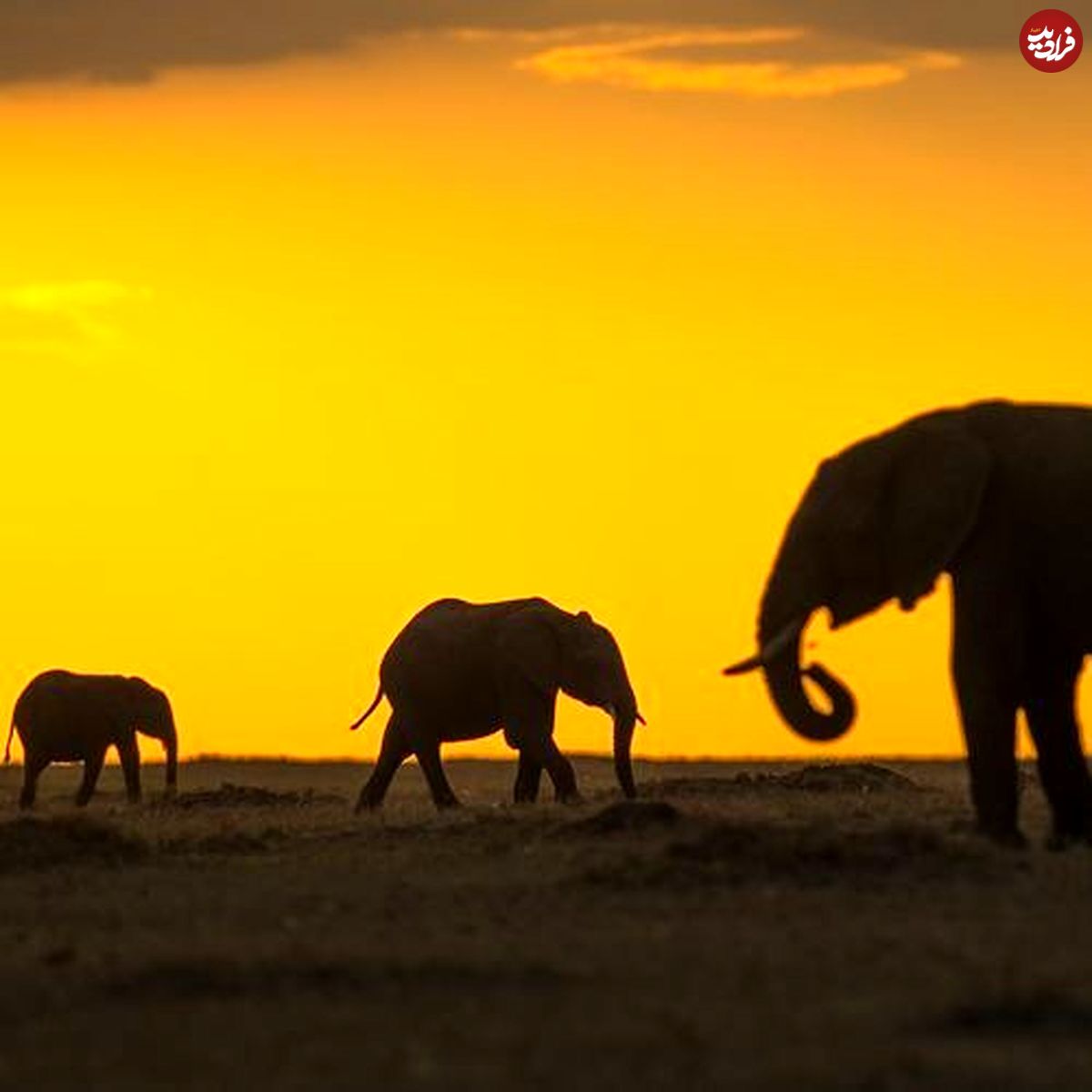 تصویر/ پرسه‌زدن فیل‌ها در کنیا در عکس روز نشنال جئوگرافیک