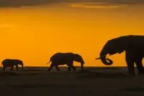 تصویر/ پرسه‌زدن فیل‌ها در کنیا در عکس روز نشنال جئوگرافیک
