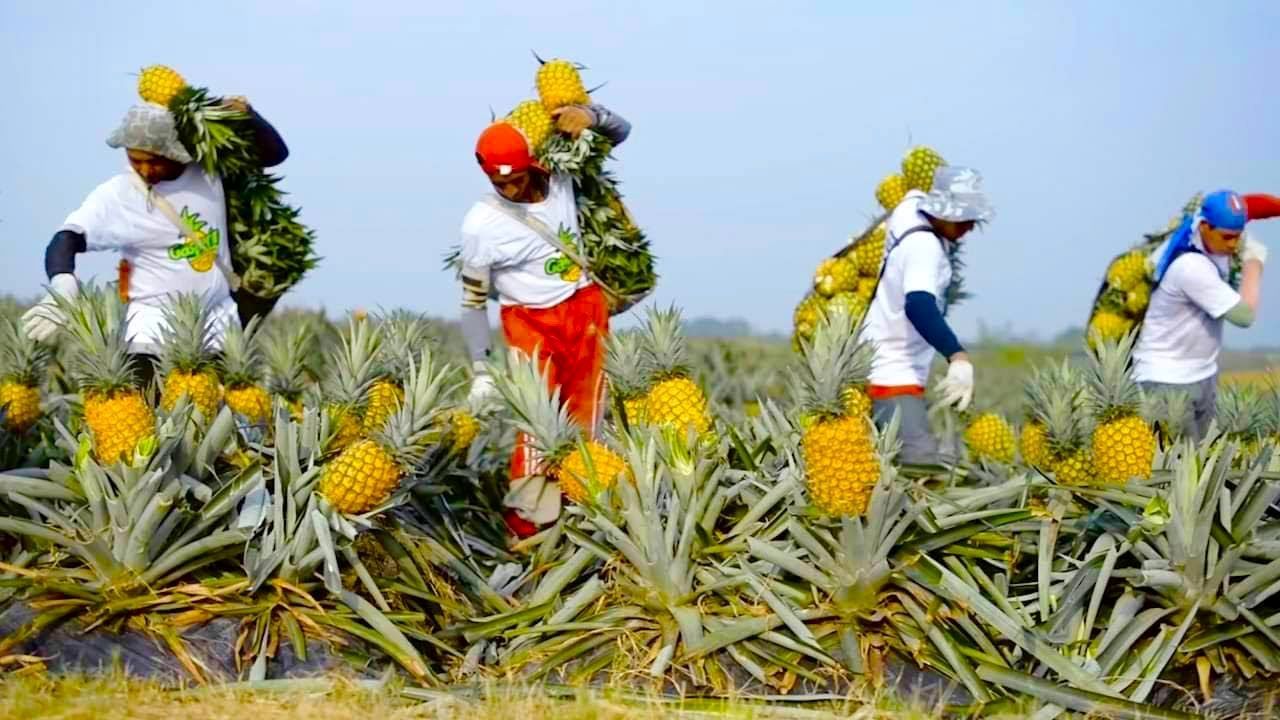 (ویدئو) ببینید برزیلی ها چگونه آناناس را کشت و برداشت و به آبمیوه تبدیل می کنند