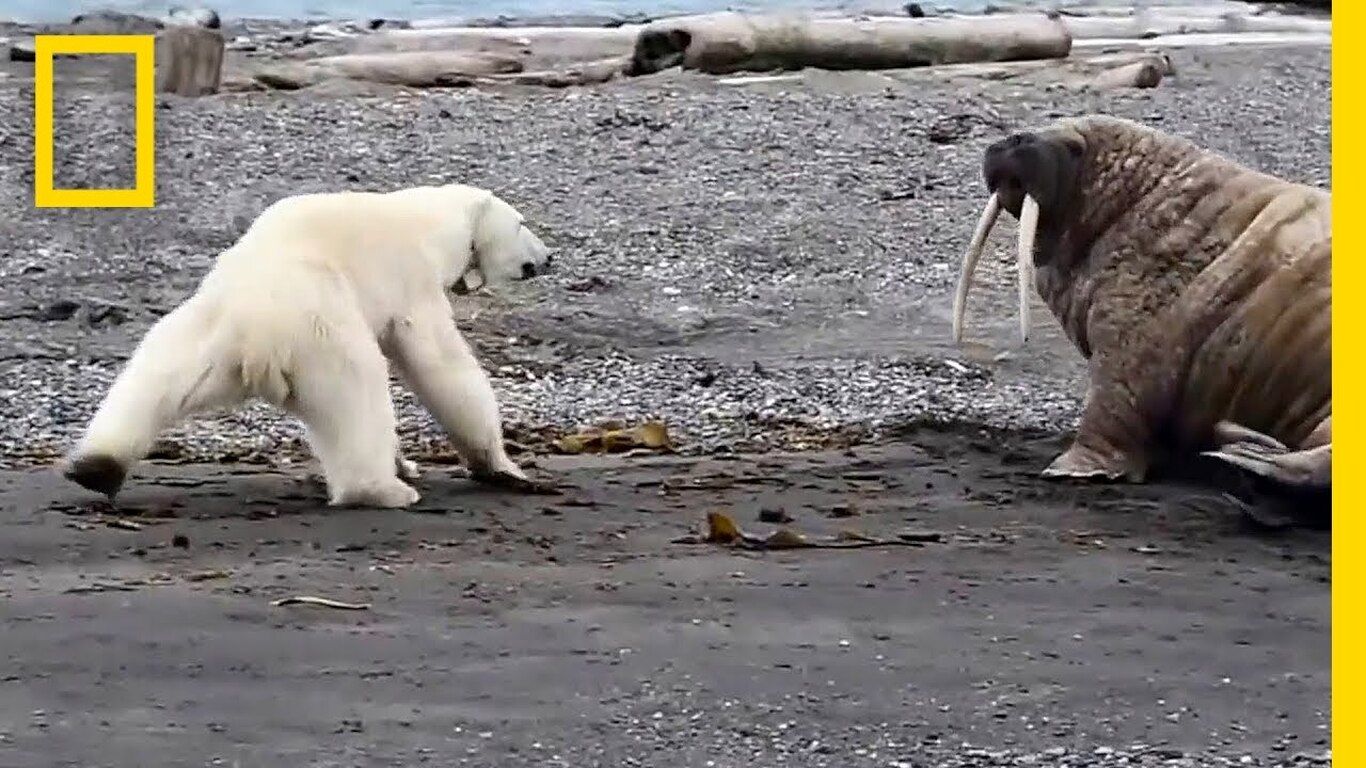 (ویدئو) دسته خرس‌های قطبی گرسنه، فیل دریایی را شکار کردند!