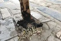 سوزاندن درختان قبرستان نو!
