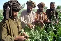 (ویدئو) تصاویر عجیب بازار فروش تریاک در افغانستان