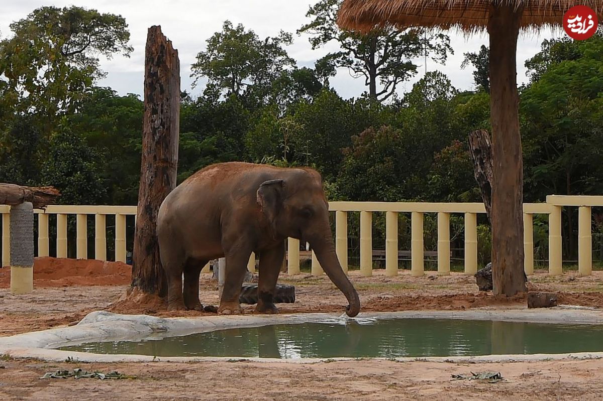 کاون؛ تنهاترین فیل جهان وارد پناهگاه جدیدش شد