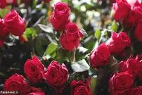 روایتی وصف‌ناپذیر از عشق