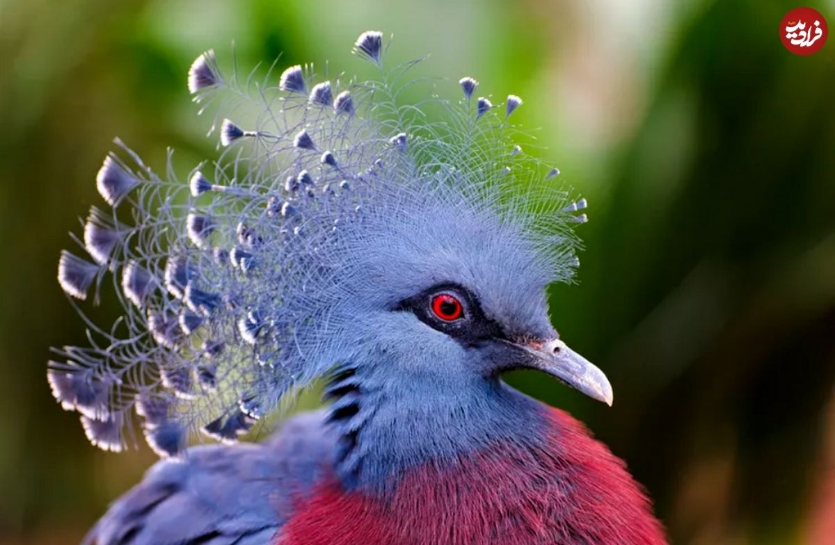 (تصاویر) ۱۵ پرنده با مدل مو‌هایی زیباتر از انسان