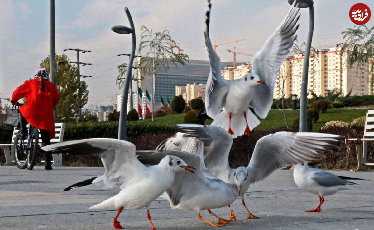 حقایق عجیب درباره پرندگان تهران