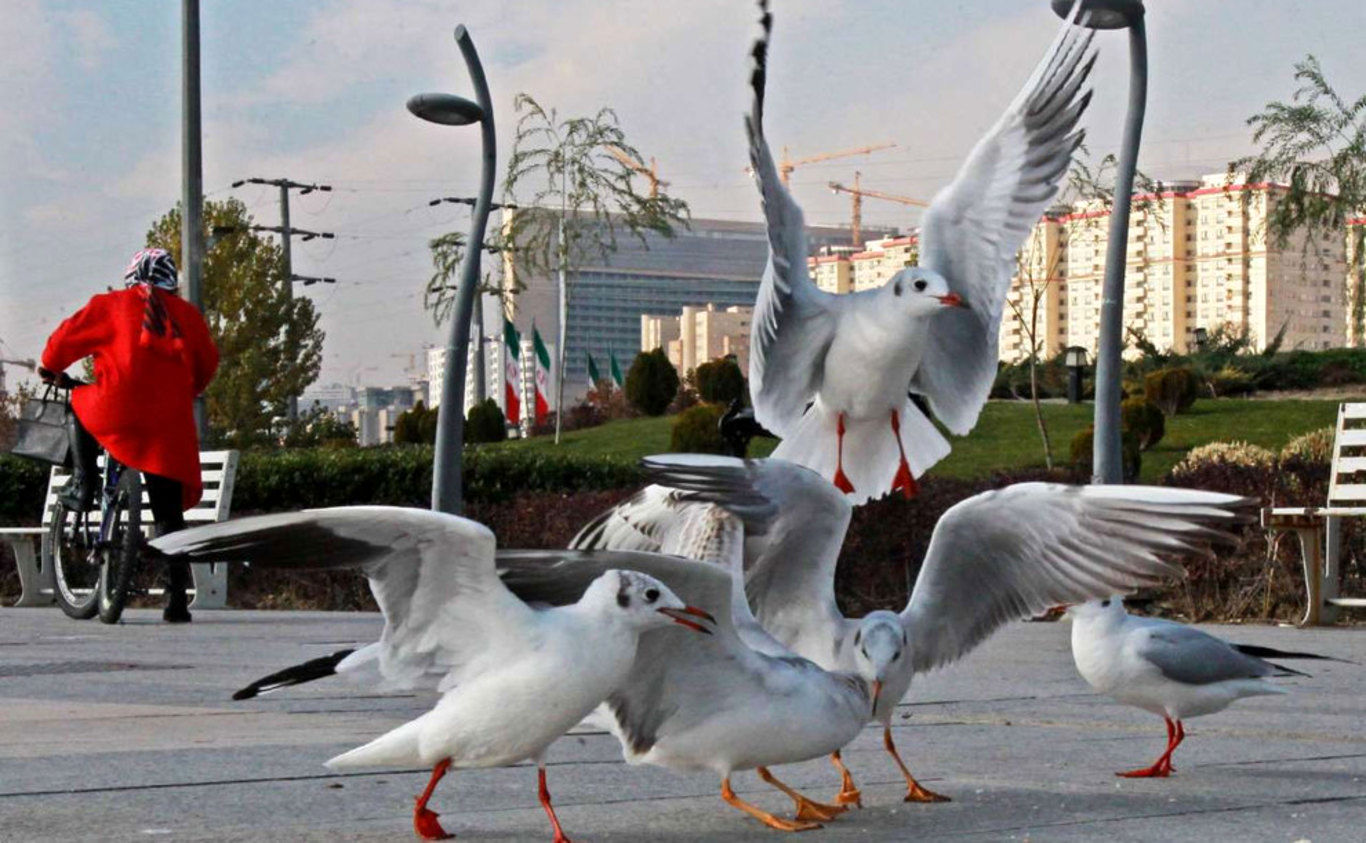 حقایق عجیب درباره پرندگان تهران