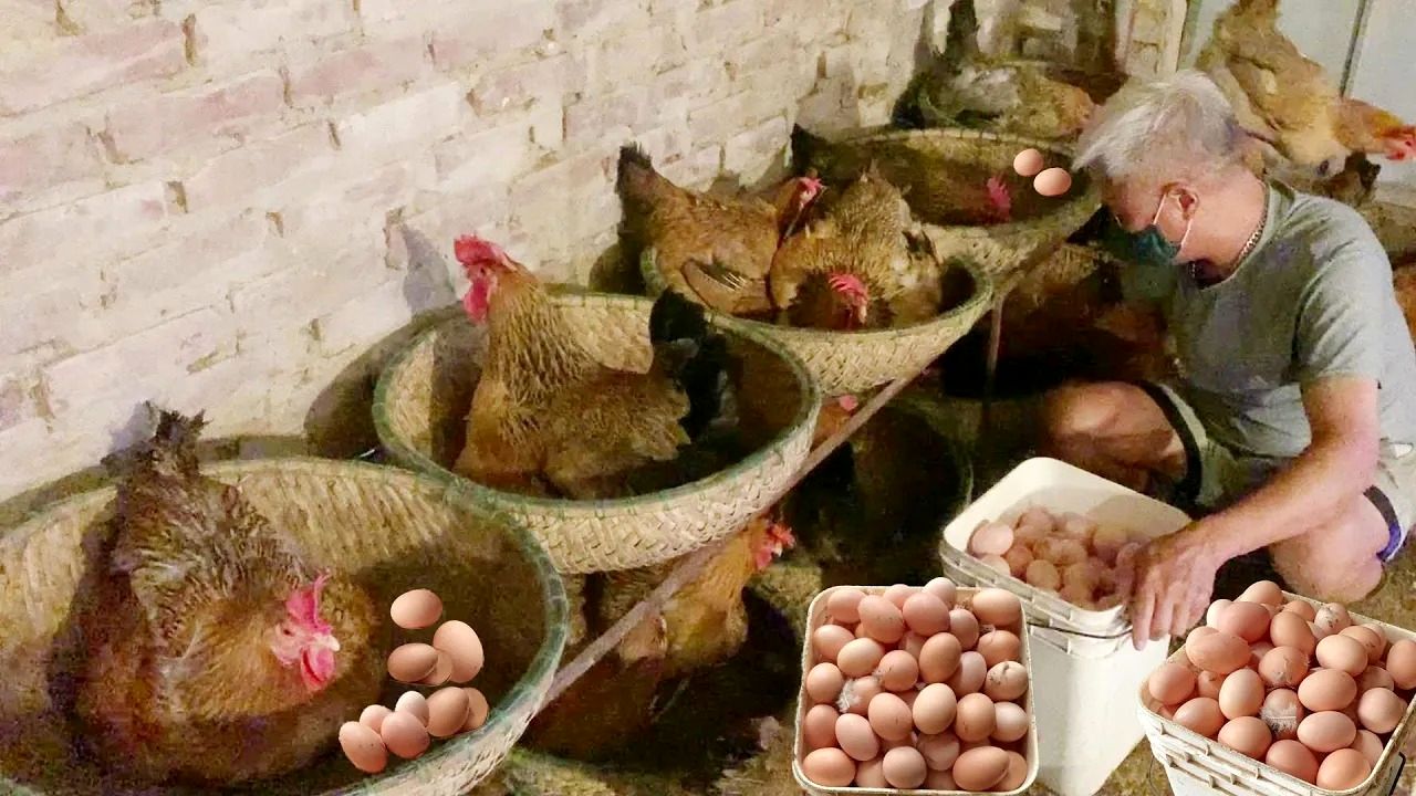 (ویدئو) ببینید این مرد ویتنامی چگونه صدها مرغ و خروس محلی پرورش می دهد و تخم مرغ برداشت می کند