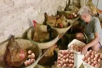 (ویدئو) ببینید این مرد ویتنامی چگونه صدها مرغ و خروس محلی پرورش می دهد و تخم مرغ برداشت می کند