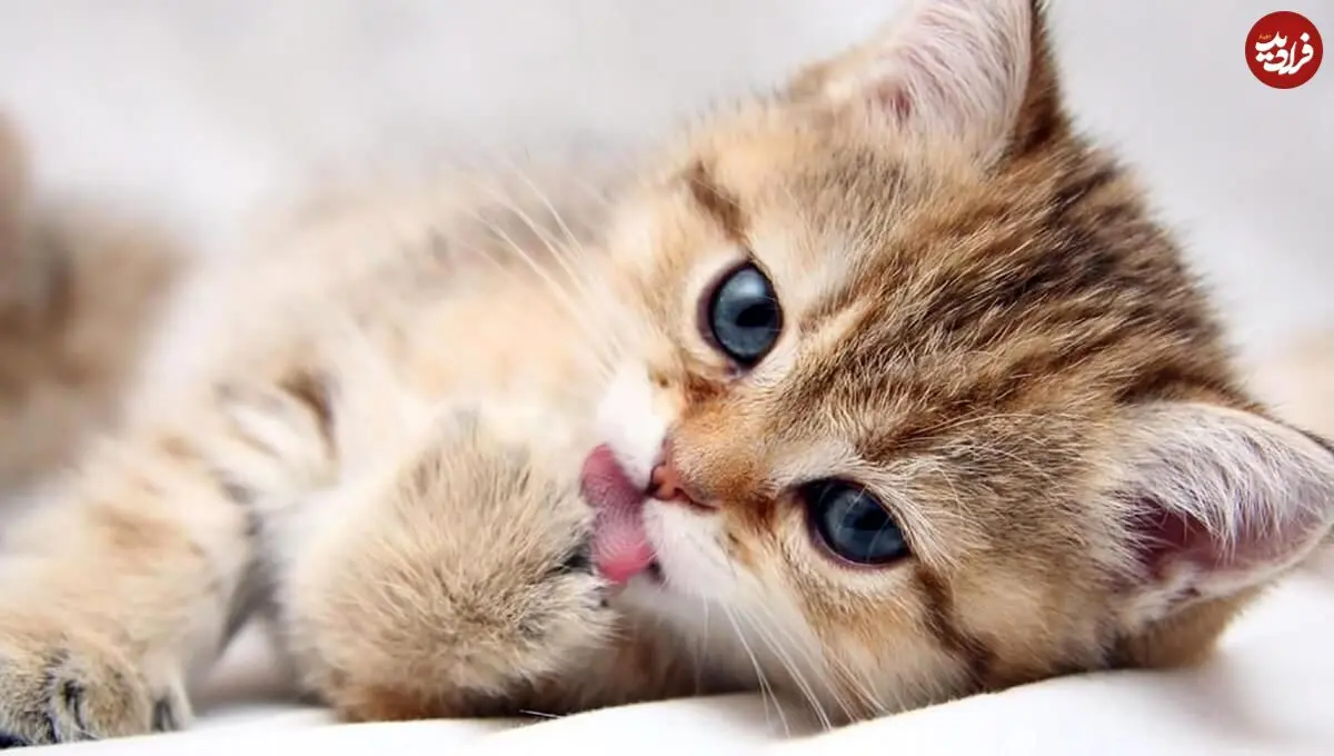 ترکیه؛ پرداخت نفقه گربه‌ها پس از طلاق