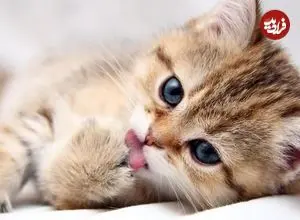 ترکیه؛ پرداخت نفقه گربه‌ها پس از طلاق