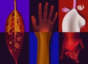 همه ما می‌درخشیم؛ اما چرا؟