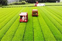 ببینید؛ نگاهی به فرآیند کشت و برداشت چای سبز در مزارع وسیع ژاپن