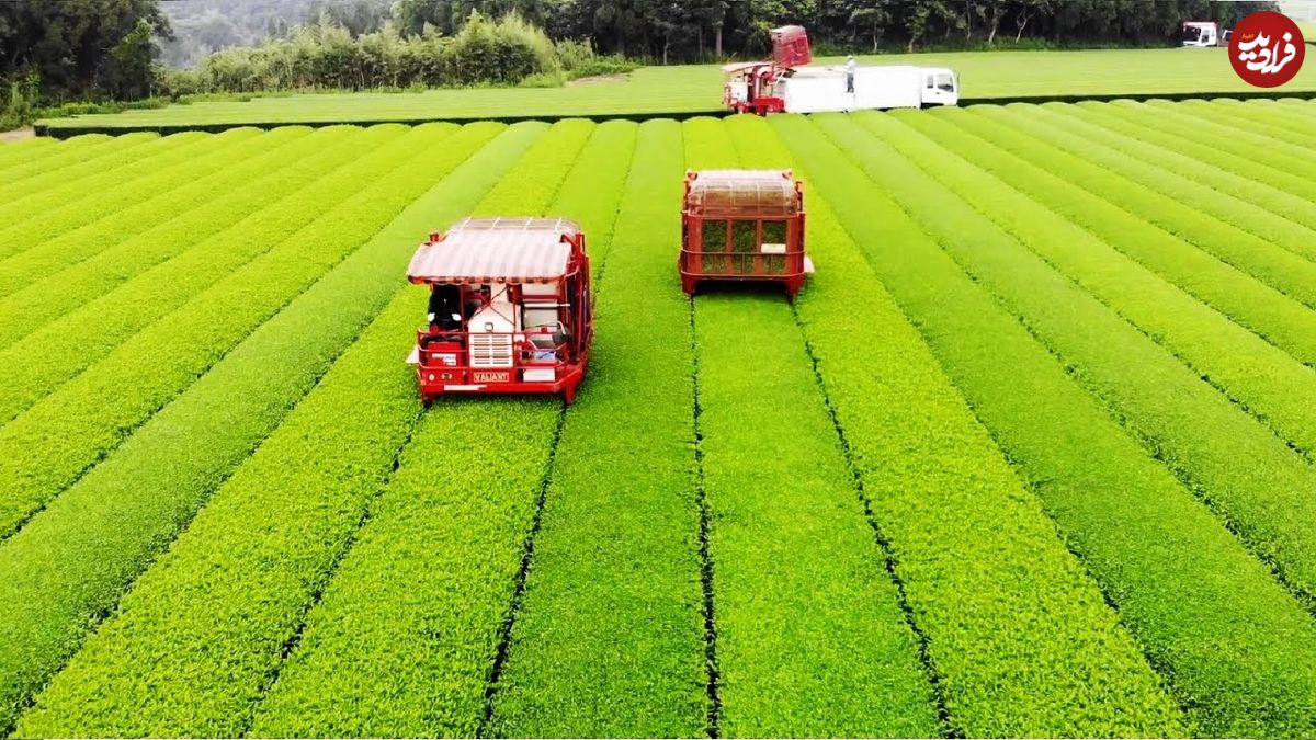 ببینید؛ نگاهی به فرآیند کشت و برداشت چای سبز در مزارع وسیع ژاپن