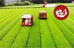 ببینید؛ نگاهی به فرآیند کشت و برداشت چای سبز در مزارع وسیع ژاپن